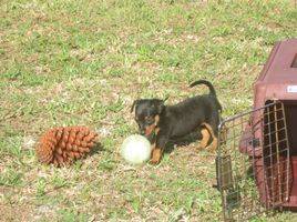 prague ratter puppies