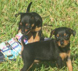 Prague Ratter Puppies